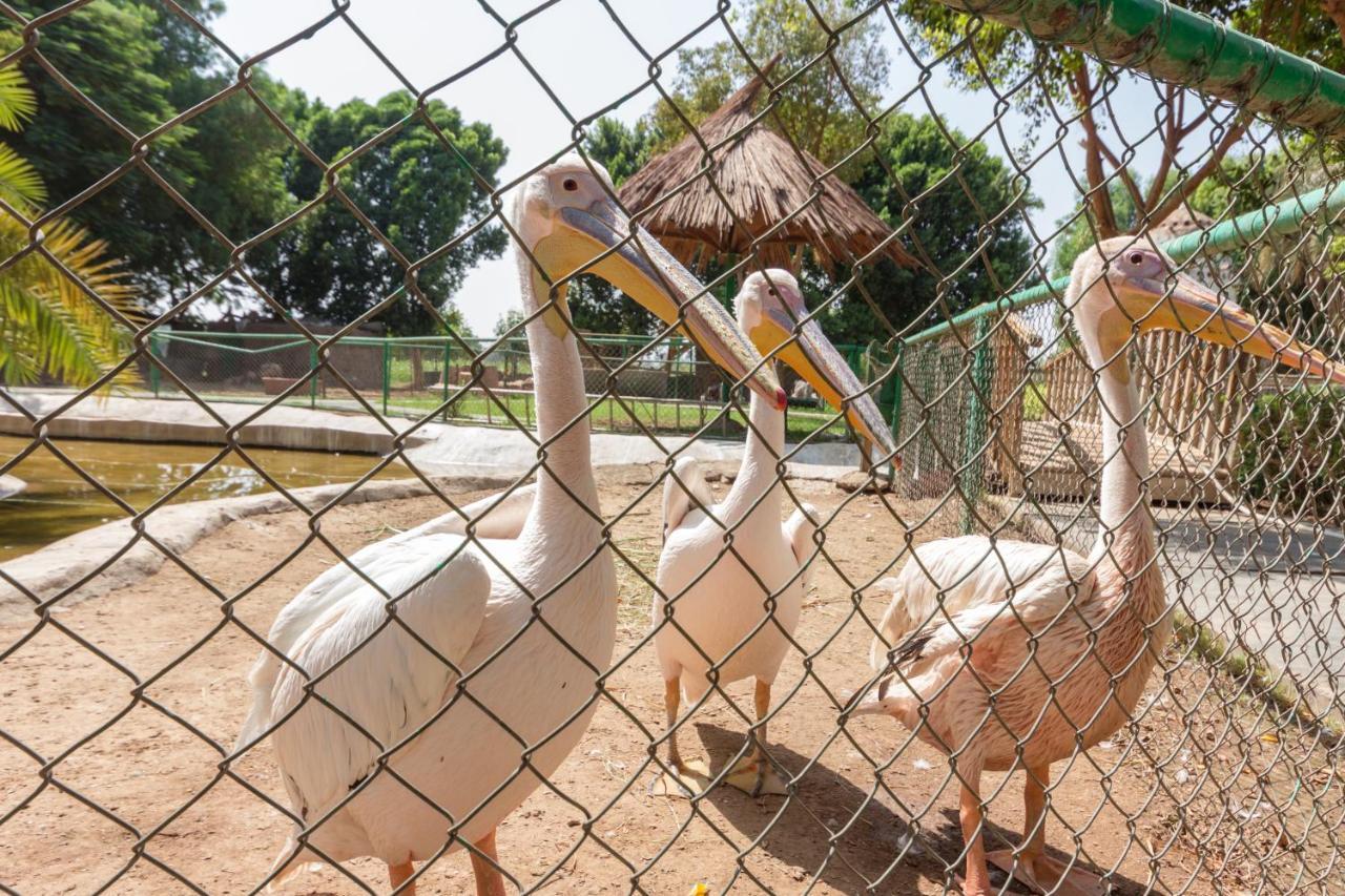 Jolie Ville Hotel & Spa Kings Island Луксор Екстер'єр фото Pelicans at the zoo